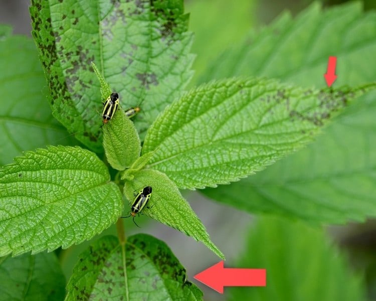 Mint Leaves Turning Yellow? Here's Why & How to Save Your Plant