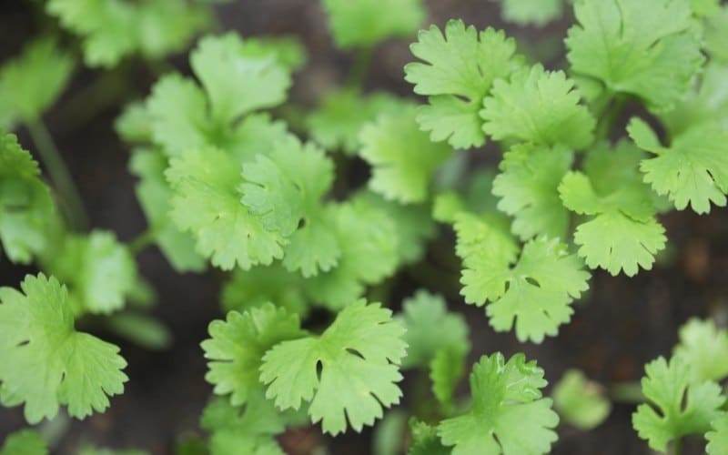 The Best Cilantro Companion Plants (& What NOT to Plant Nearby)