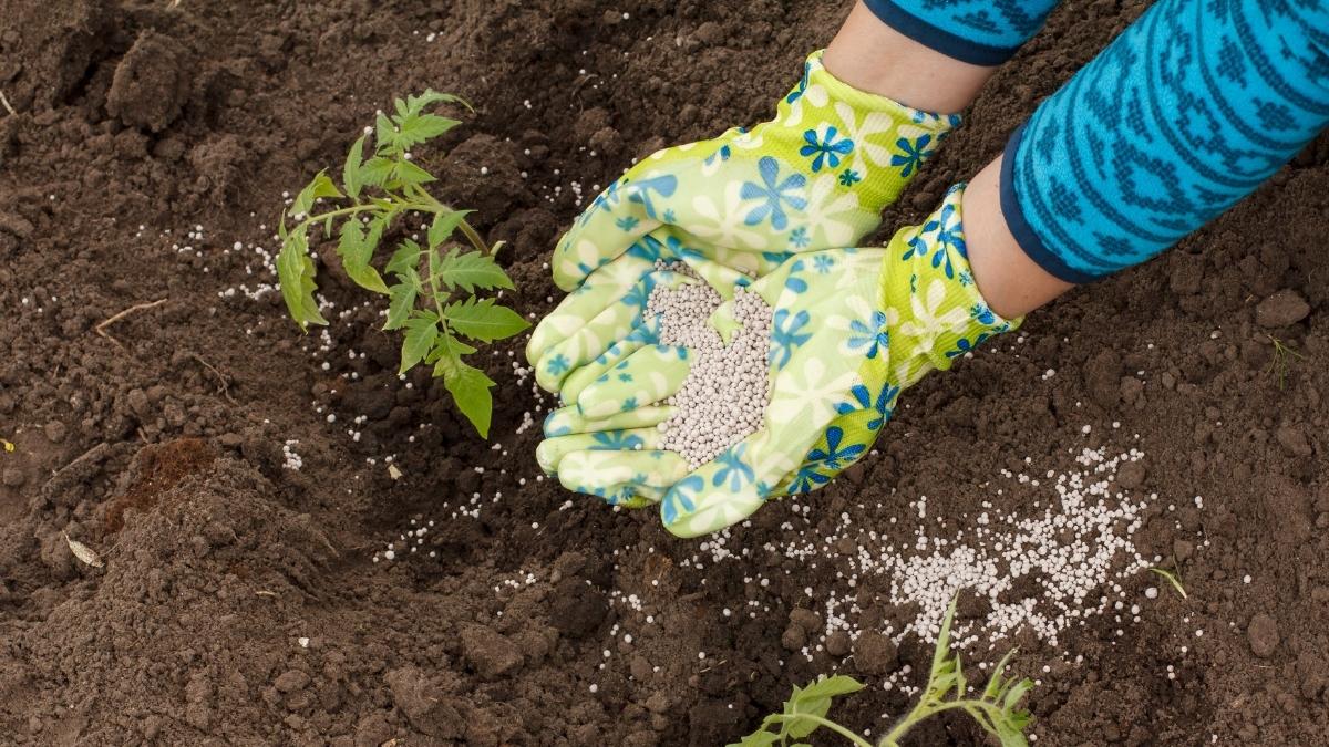 Best Tomato Fertilizer NPK Ratios & Top Organic Fertilizers