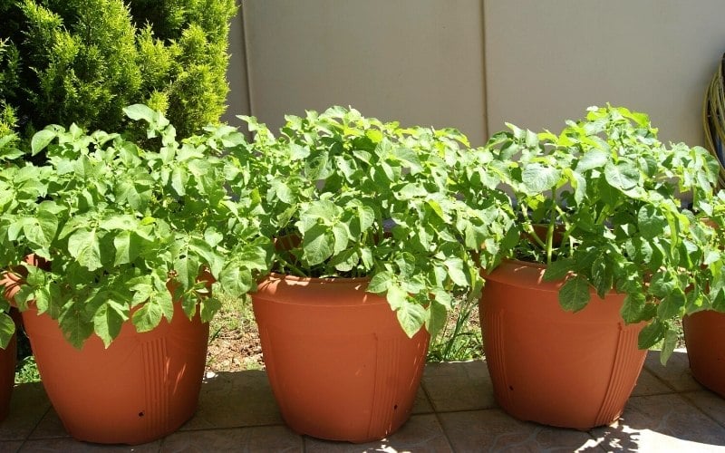 How Often to Water Potatoes (& How Much Water Do They ACTUALLY Need?)