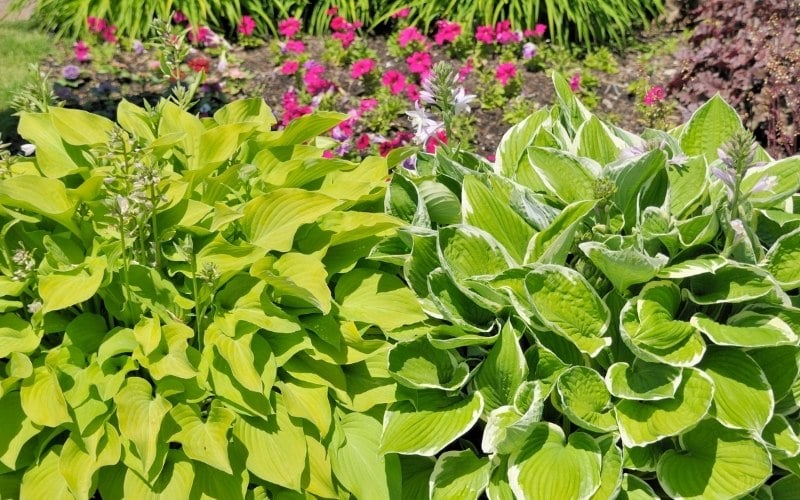 Do Deer Eat Hostas? (+9 Ways to Keep Them Away)