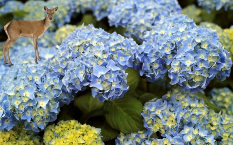 Do Deer Eat Hydrangeas? (11+ Proven Ways to Keep Them Away)