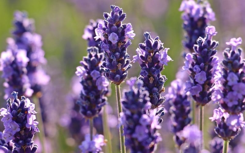 11 Best Lavender Companion Plants (& Why It Matters)