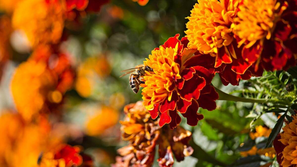 7 Reasons to Plant Marigolds & Tomatoes Together The BEST Companions?