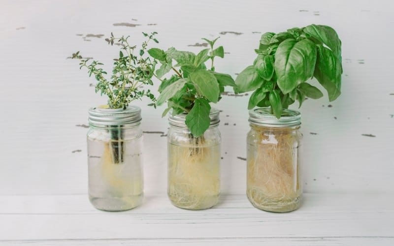 How to Build to Mason Jar Hydroponics (6 Easy Steps!)