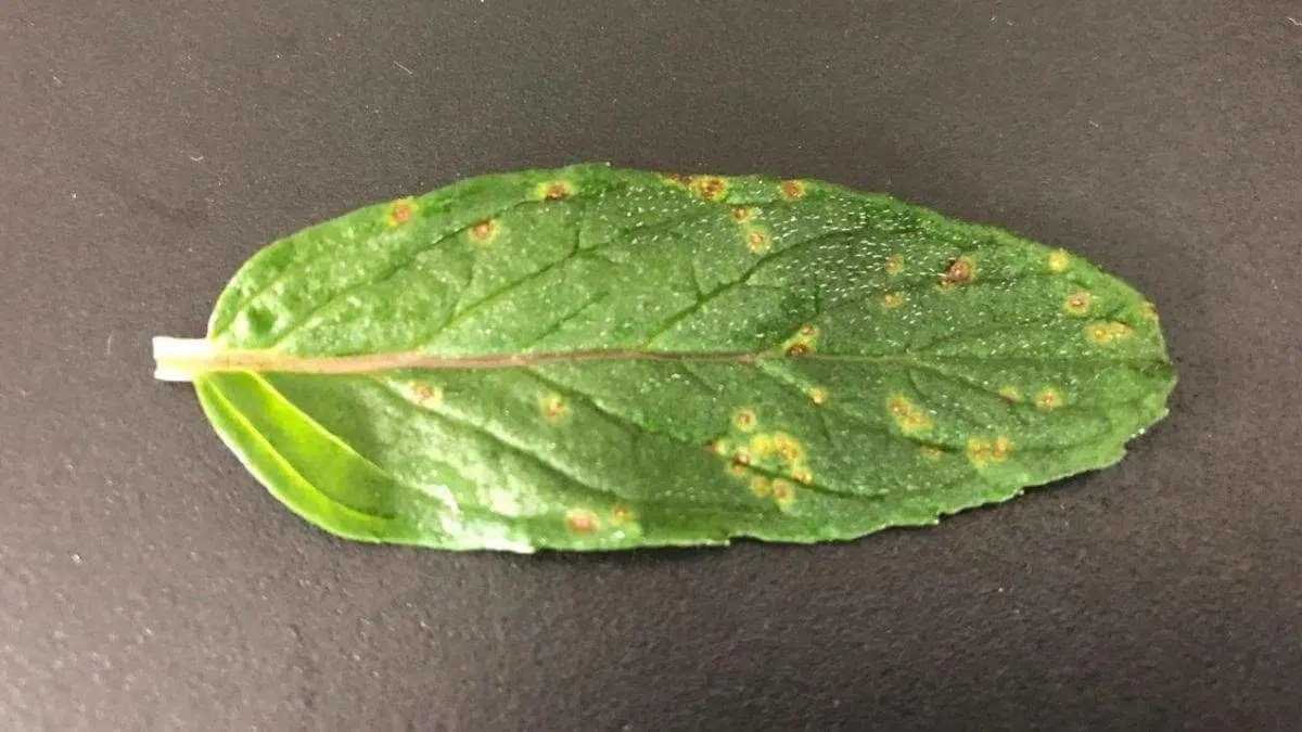 Mint Leaves Turning Yellow? Here's Why & How to Save Your Plant