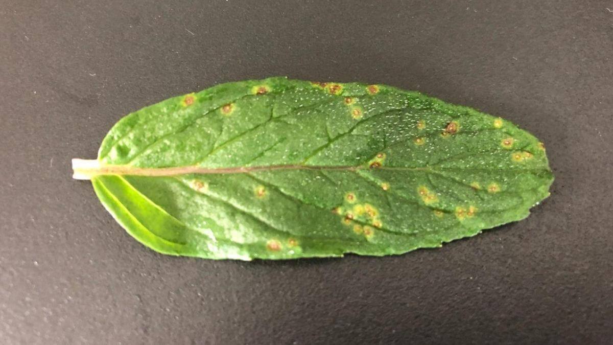 Mint Leaves Turning Yellow? Here's Why & How to Save Your Plant