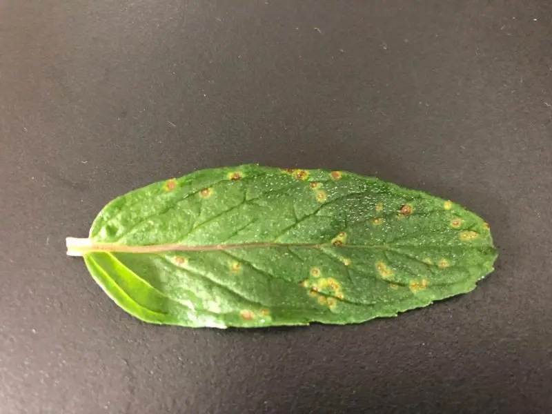 Mint Leaves Turning BROWN? Here are the Common Causes & How to Fix Them