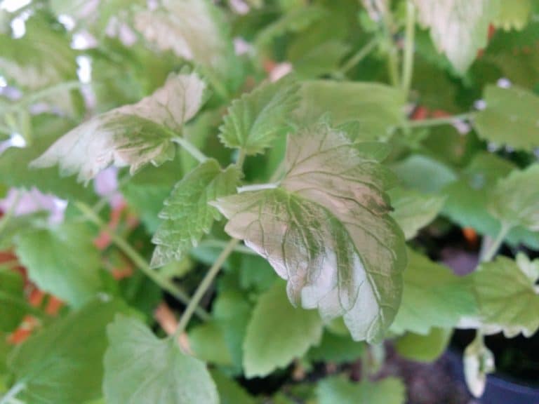 Mint Leaves Turning Black Or Black Spots? (Causes & How to Fix Each)