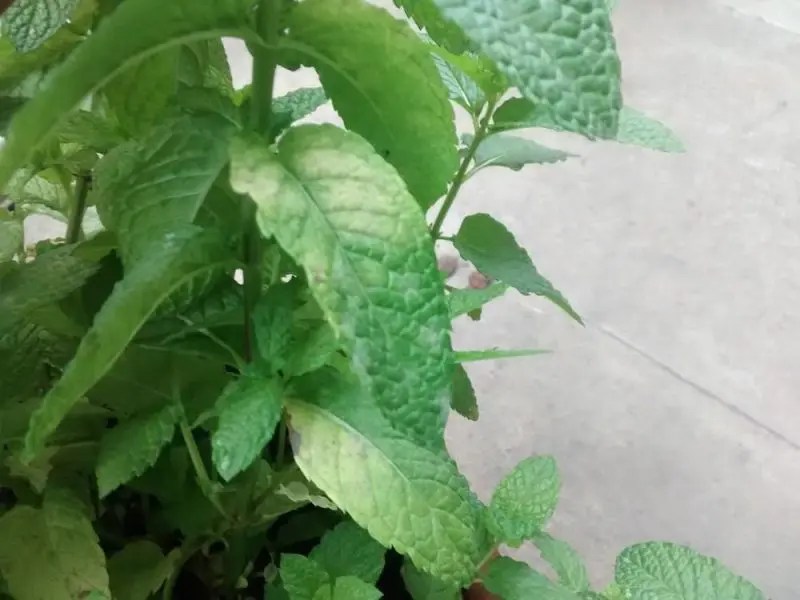 Mint Leaves Turning BROWN? Here are the Common Causes & How to Fix Them