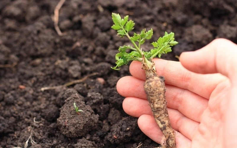 How Often to Water Parsley (& How to Water it the RIGHT Way)