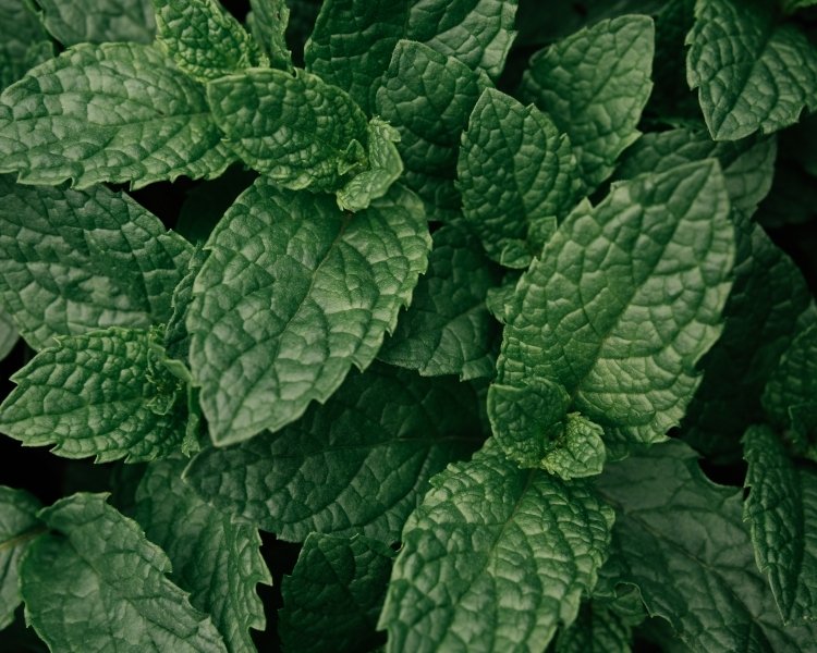 21 Incredible Types of Mint & Why You Should Try Each!