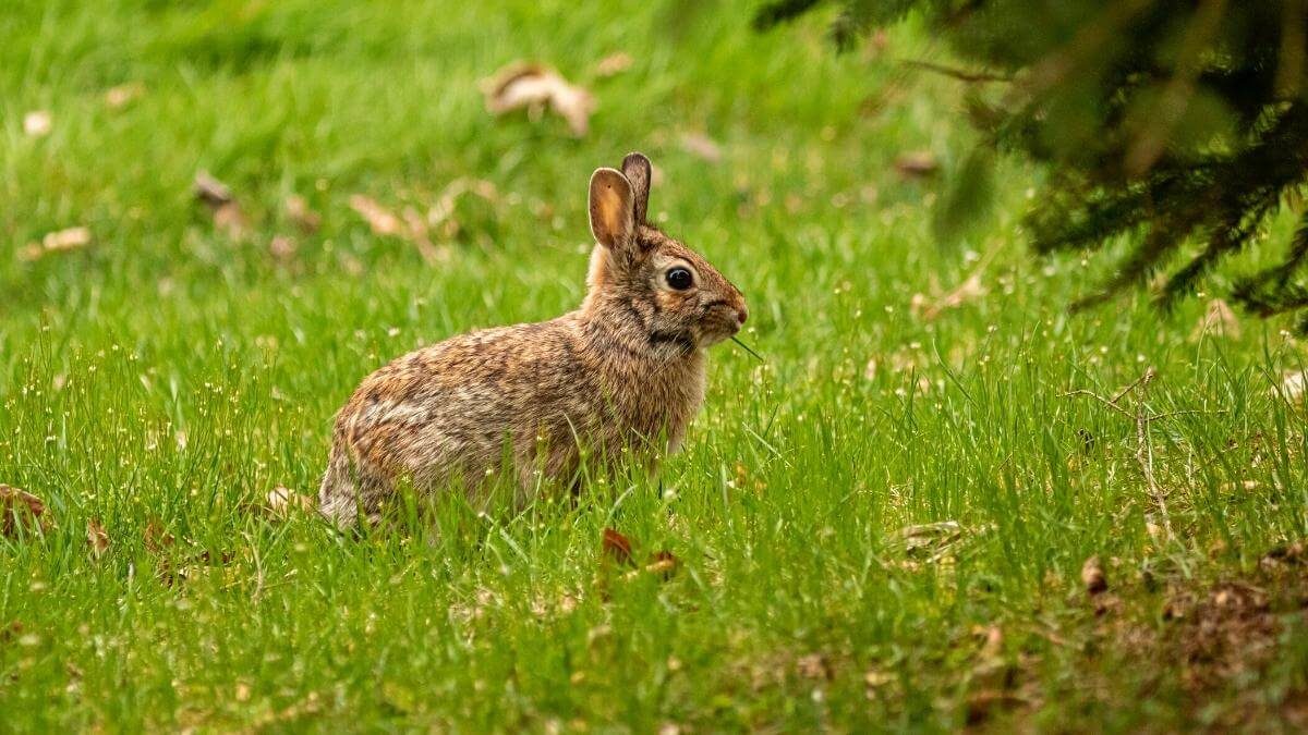 Do Rabbits Eat Tomato Plants? (& 7+ Ways to Keep Them Out of Your Garden!)