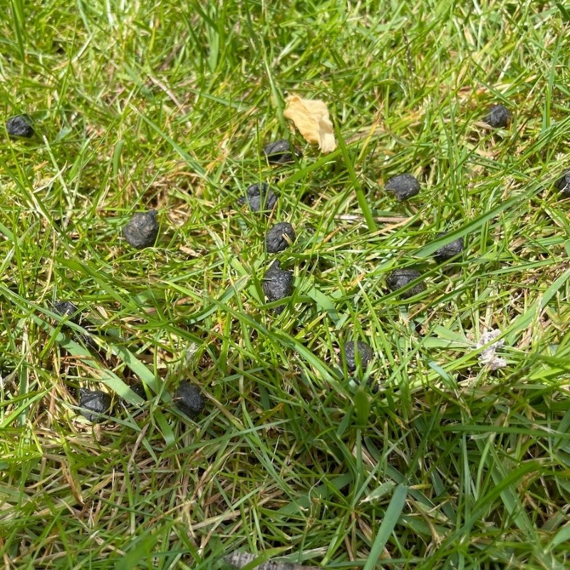 Do Rabbits Eat Tomato Plants? (& 7+ Ways to Keep Them Out of Your Garden!)