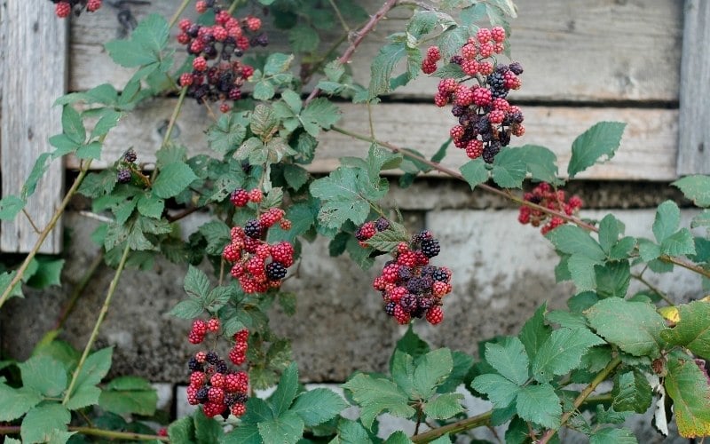 11 Companion Plants for Raspberries (& What NOT To Plant Nearby)