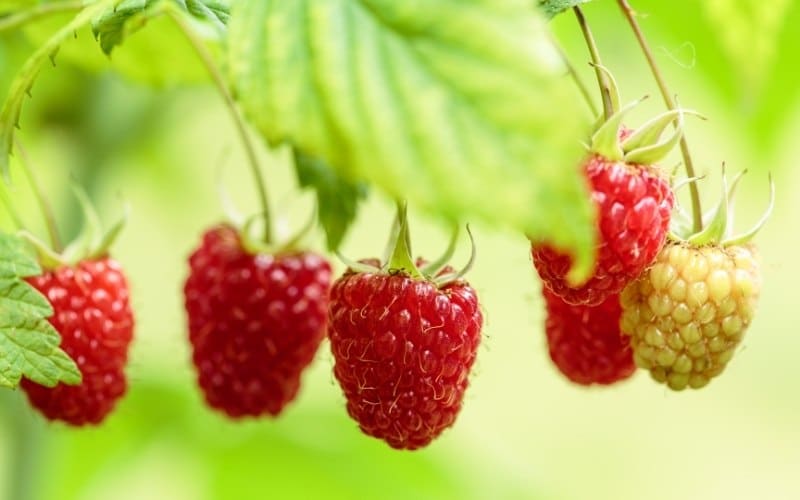 11 Companion Plants for Raspberries (& What NOT To Plant Nearby)