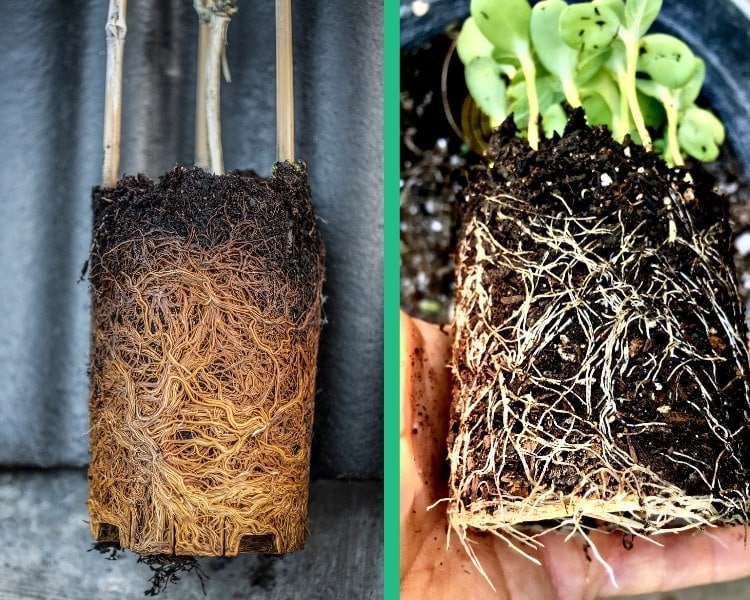 Mint Leaves Turning BROWN? Here are the Common Causes & How to Fix Them