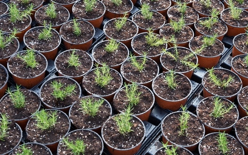 How Often to Water Rosemary (& How to Water Them the RIGHT Way)