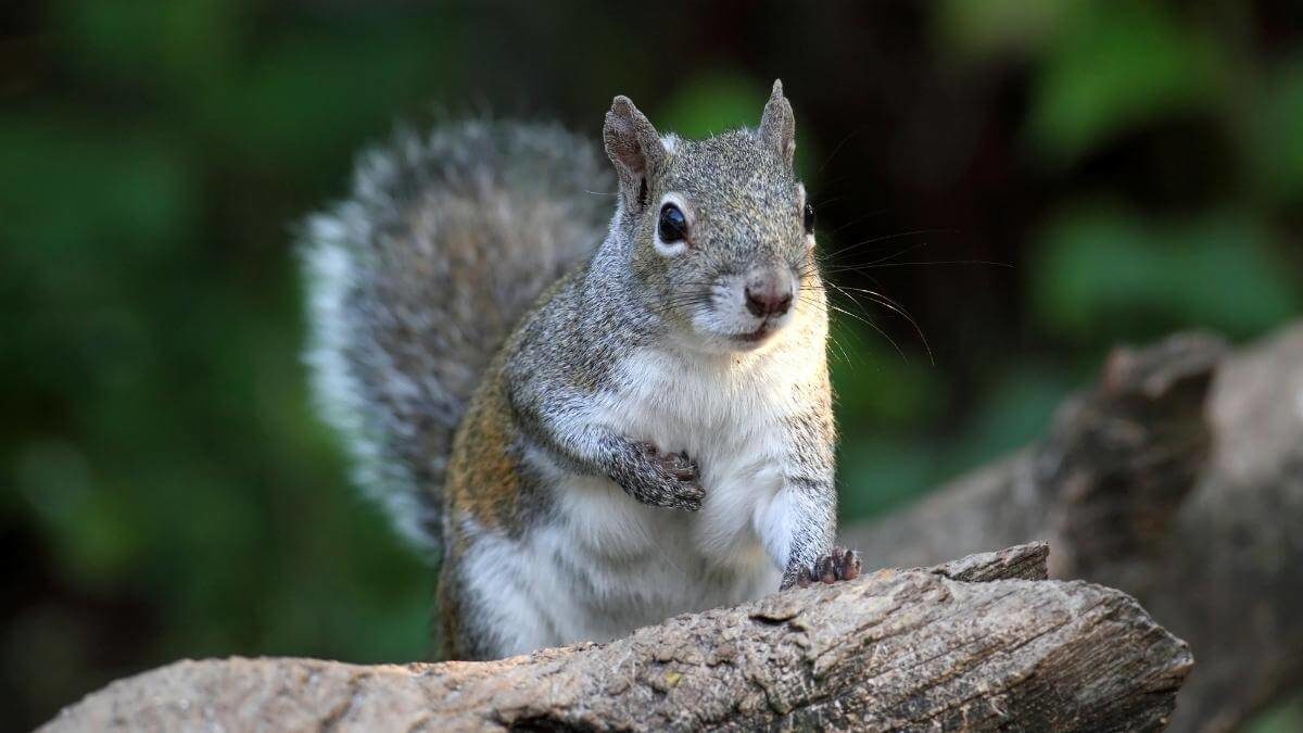 7 Animals That Eat Potatoes (& How to Keep Them Out of the Garden)