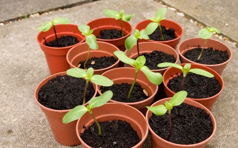 Can You Transplant Sunflowers? (Large & Small)