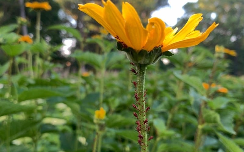 Aphids on Sunflowers The 5 BEST Ways to Get Rid of (& Prevent!) Them