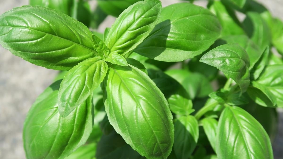 Holy Basil vs Basil What's the Difference?