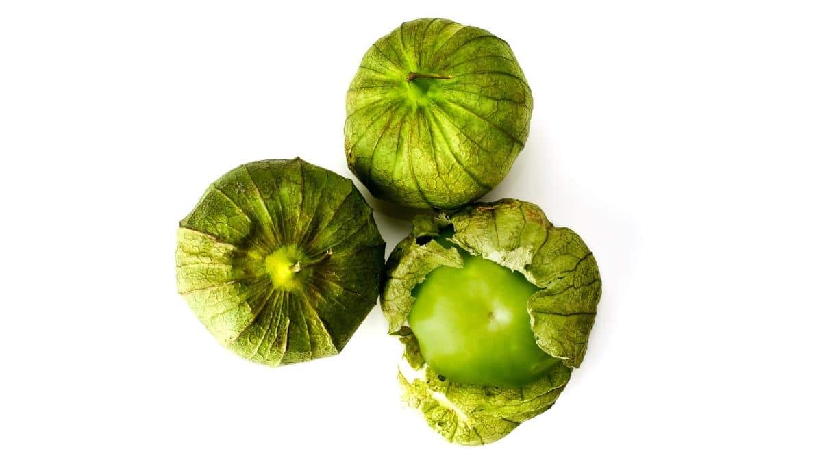 When To Pick Tomatillos 4 Signs They Are Ready to Harvest