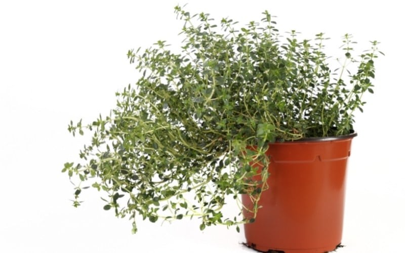 Herbs That Grow Well Together (& Which Herb to Keep Away From the Rest!)