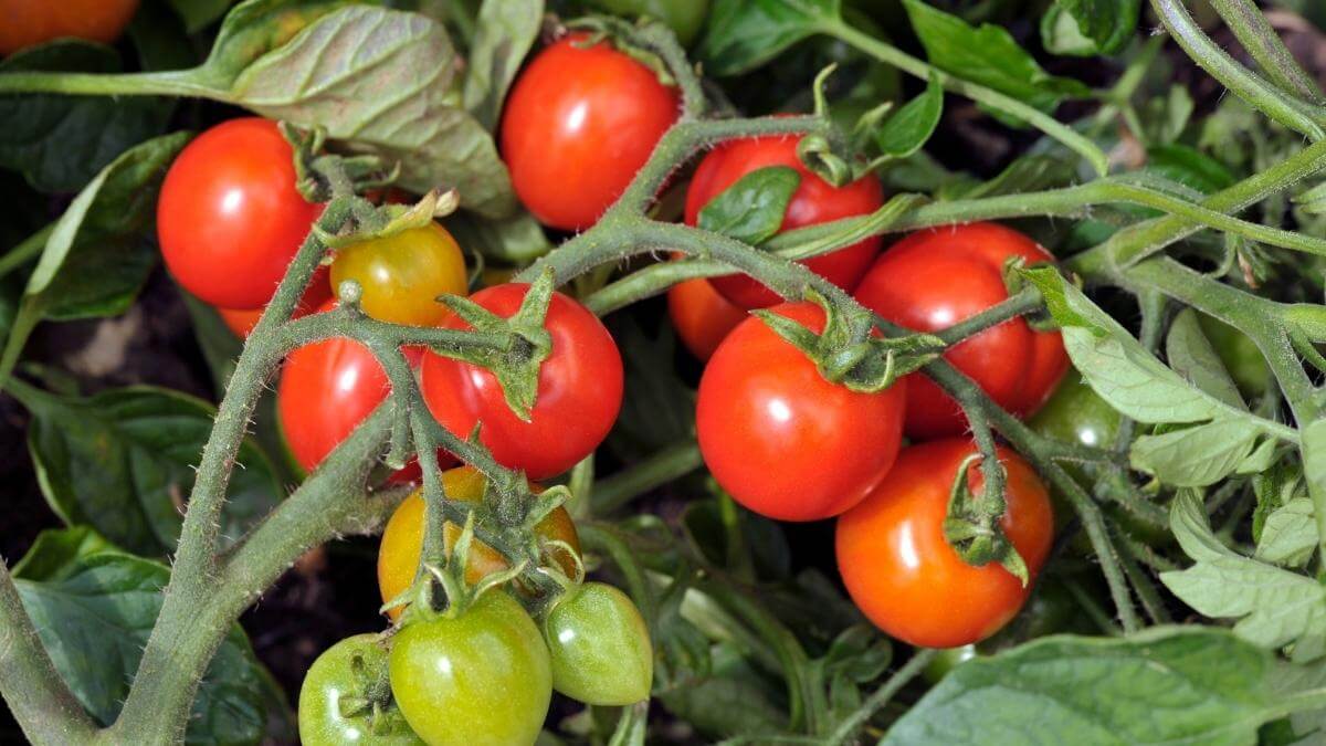 Do Rabbits Eat Tomato Plants? (& 7+ Ways to Keep Them Out of Your Garden!)