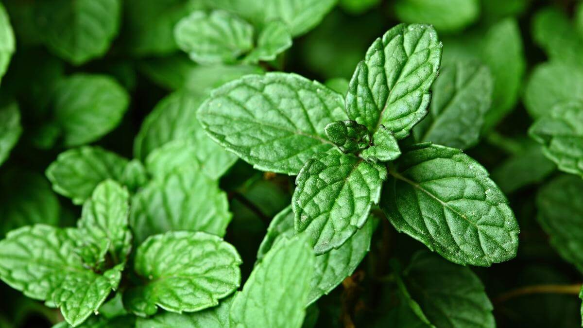 How Often to Water Mint (& Avoid Overwatering!)