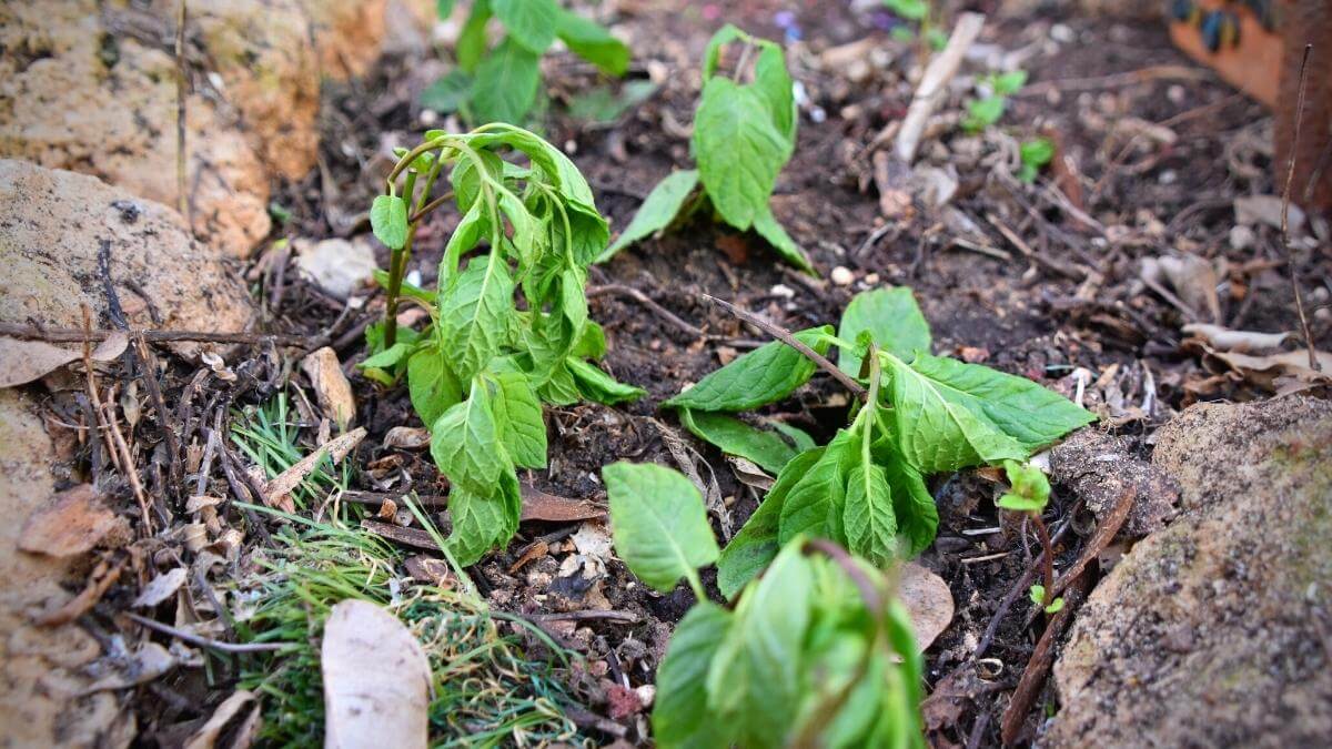 How Often to Water Mint (& Avoid Overwatering!)