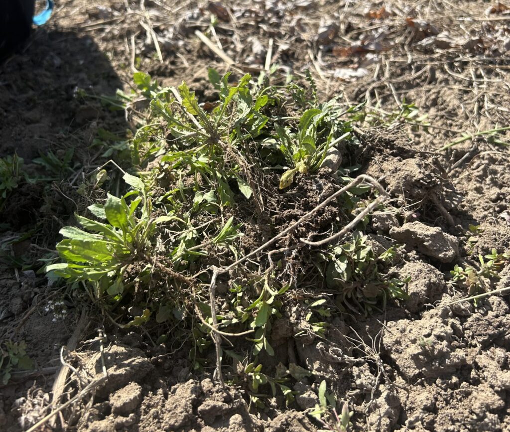 A pile of weeds that have been pulled from a garden bed