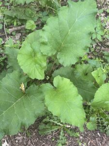 An invasive Greater Burdock weed