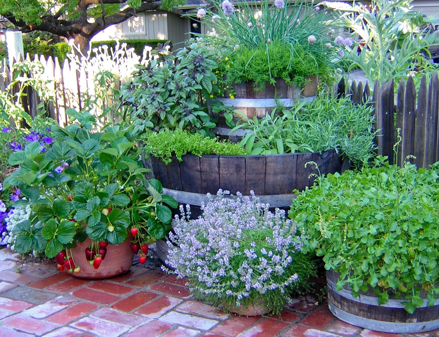 A garden made up of large wooden barrels with many plants growing out of them