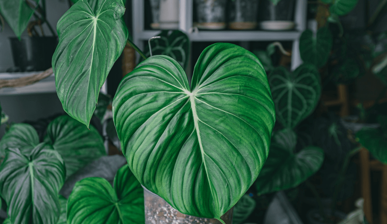 10 Best Tropical House Plants to Grow and How to Care For Them SeedScientific