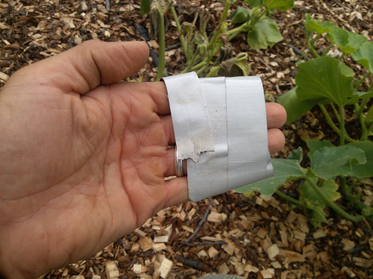 How to Deter and Eliminate Squash Bugs Seeds for Generations