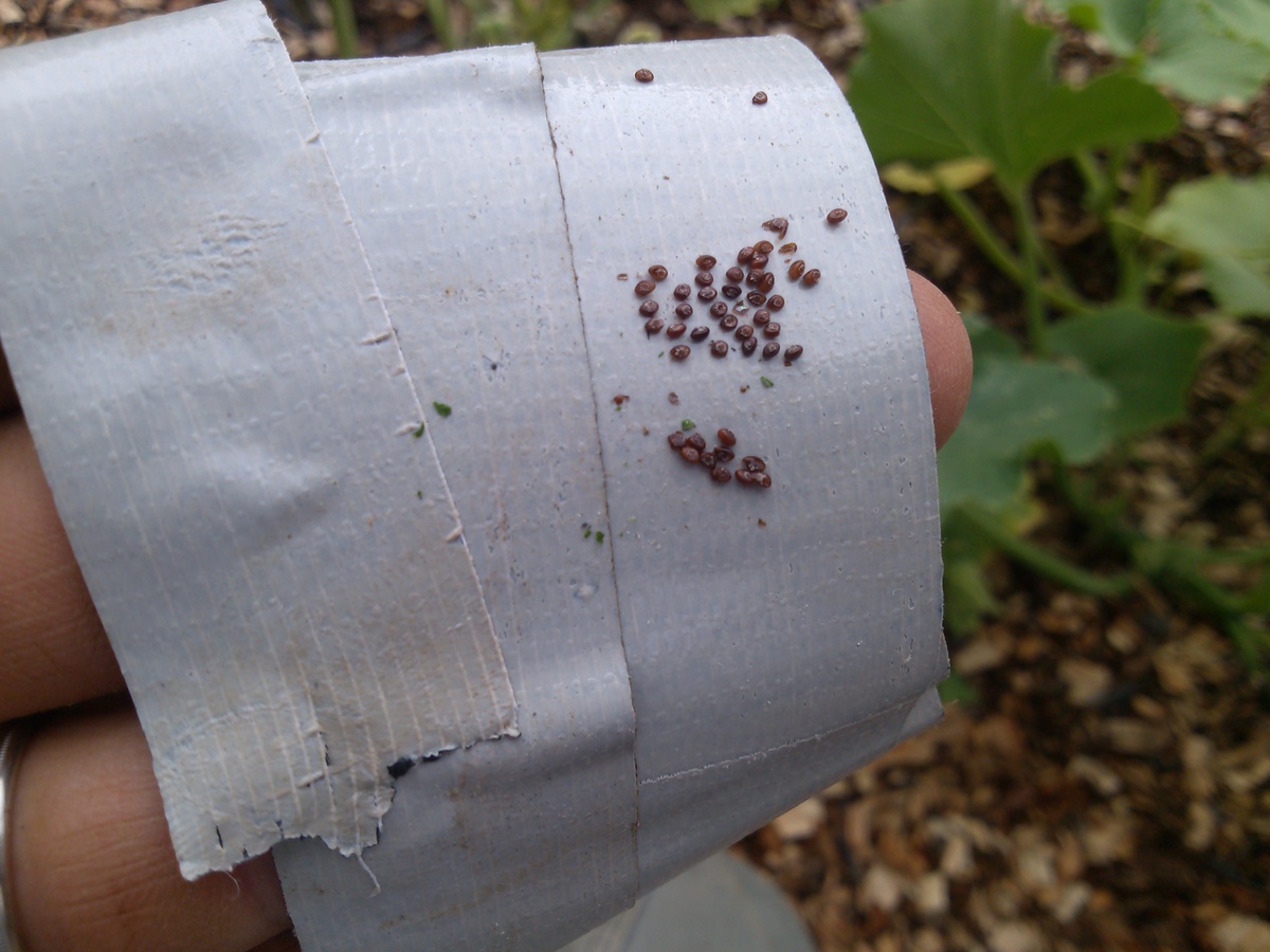 How to Deter and Eliminate Squash Bugs Seeds for Generations