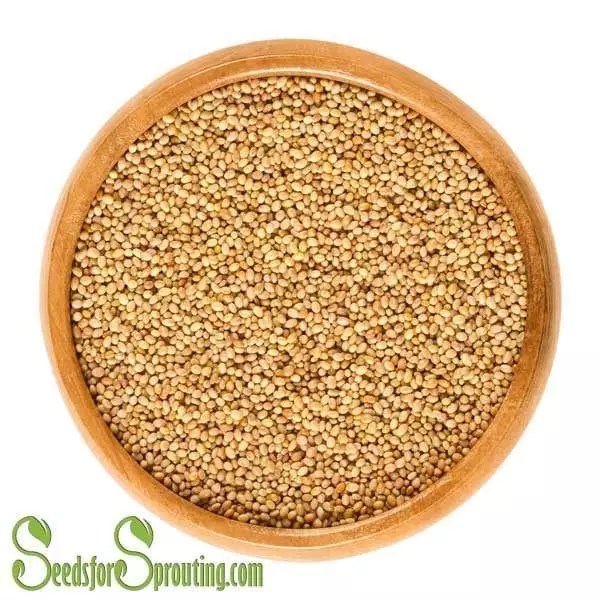 Certified Organic Crimson Clover Seed Seeds for Sprouting for the