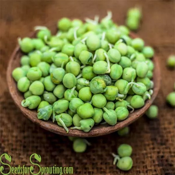 Certified Organic Green Pea Seeds Seeds for Sprouting for the Home Sprout Grower