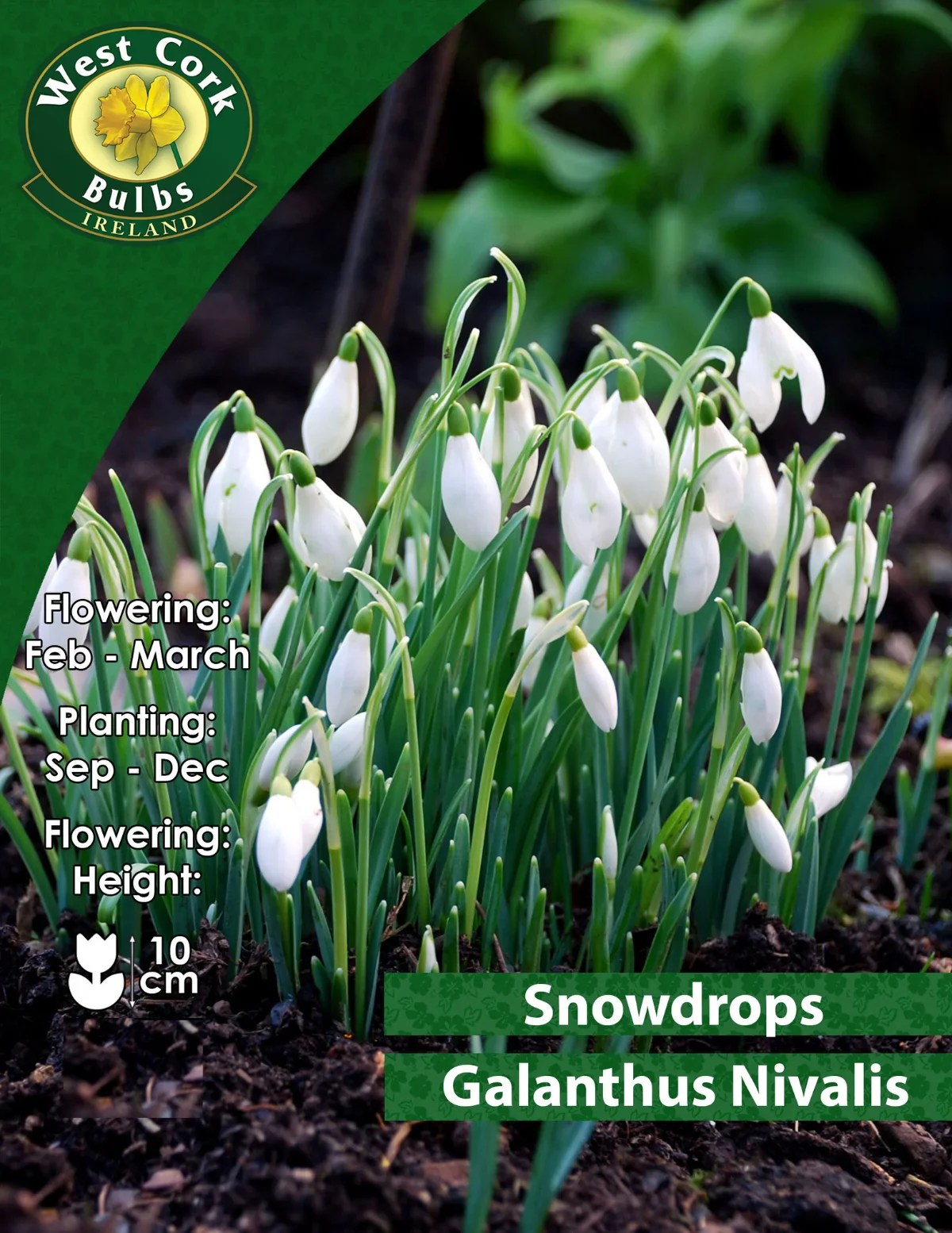 White Snowdrop Bulbs Ireland Small Or Bulk Packs Seeds Ireland