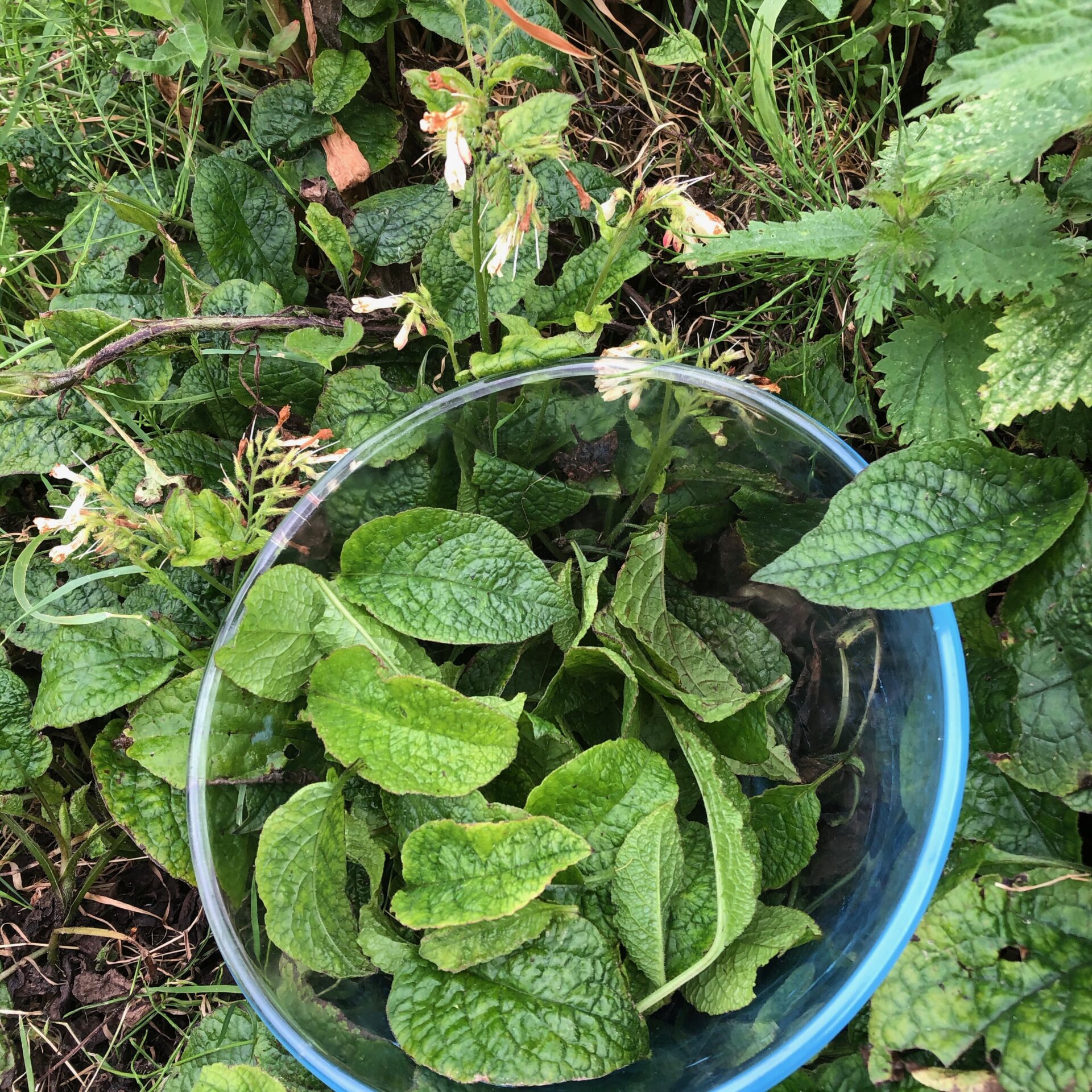 Why Every Gardener Should Grow Comfrey Seed Sistas