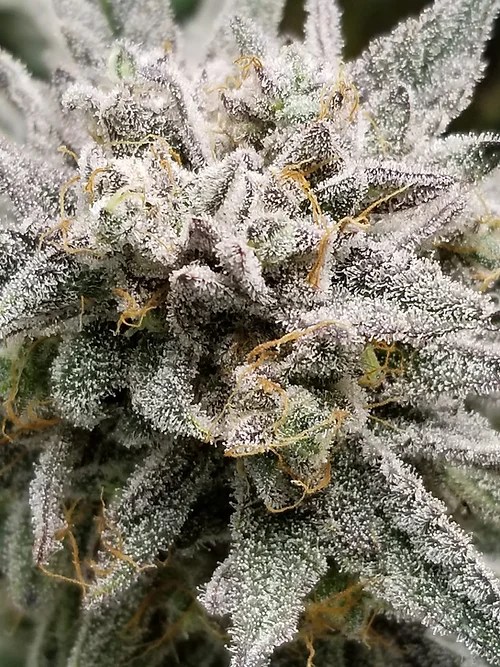 ETHOS BANANA DADDY AUTO RBX2 STRAIN AUTO FEM 3 PACK