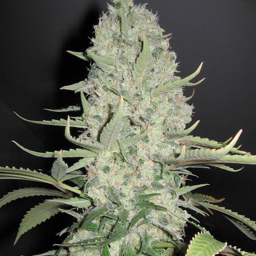 Big Bud Feminized Cannabis Marijuana Seeds SeedsMafia™