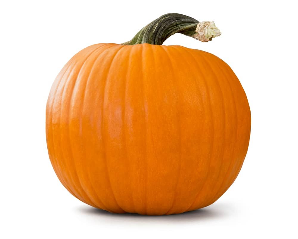 How Many Pumpkins are there Per Plant? Varieties Explained Seeds N