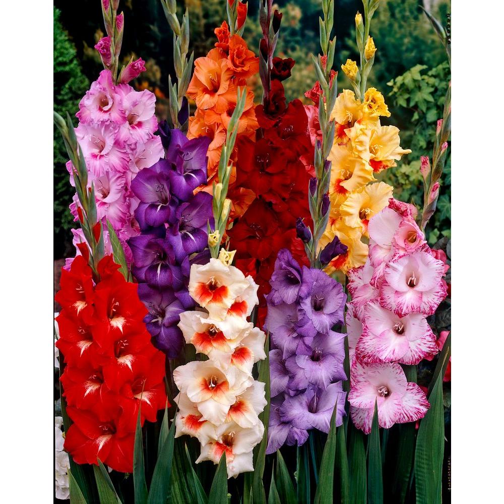 Gladiolus Bulbs, fresh bulbs at buy now