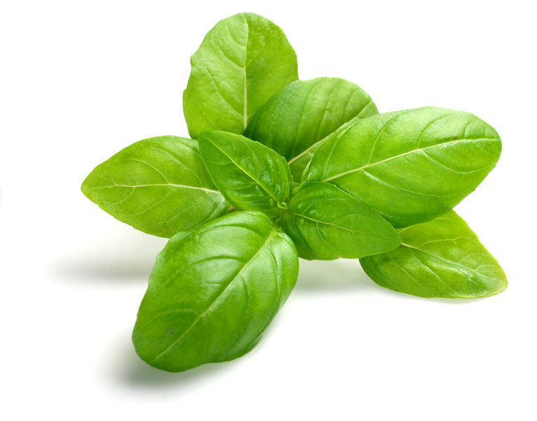 Basil seeds Italian herb buy at