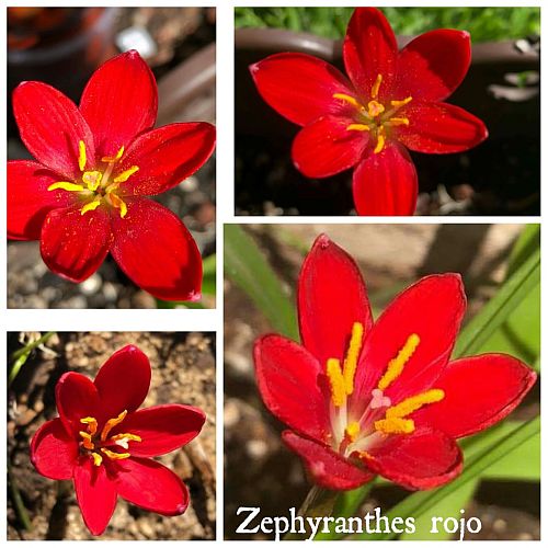 Rain Lily Rojo Bulb buy online india at