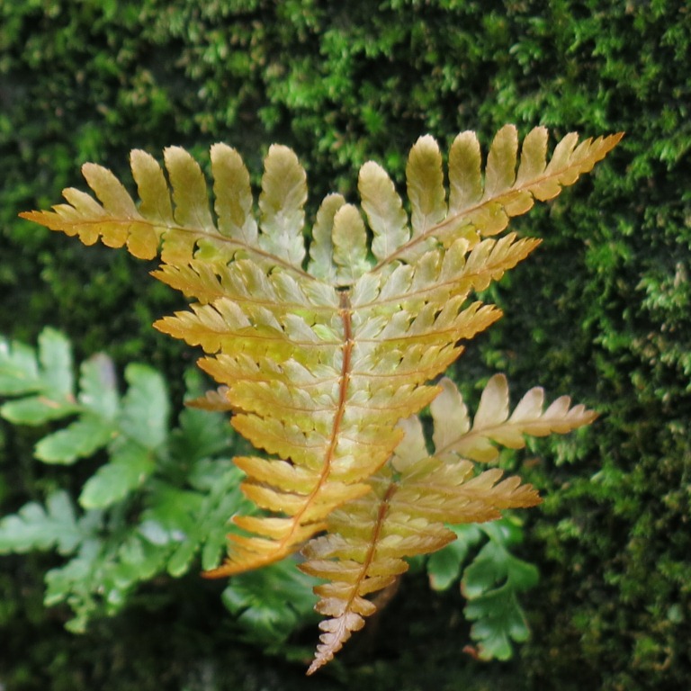 The Vertical Garden | Seeds of Design