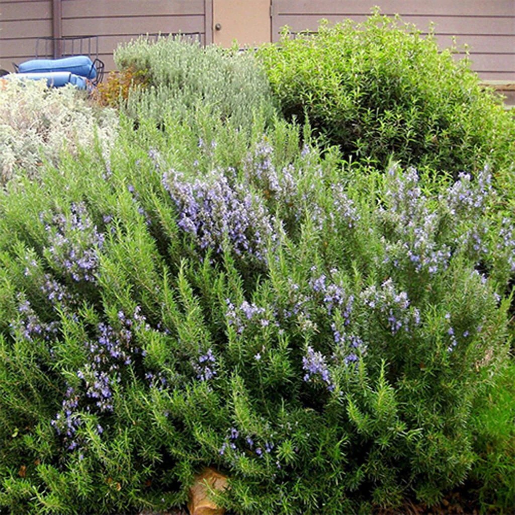 ROSEMARY Buy Online at Seeds Of Plenty Seeds of Plenty