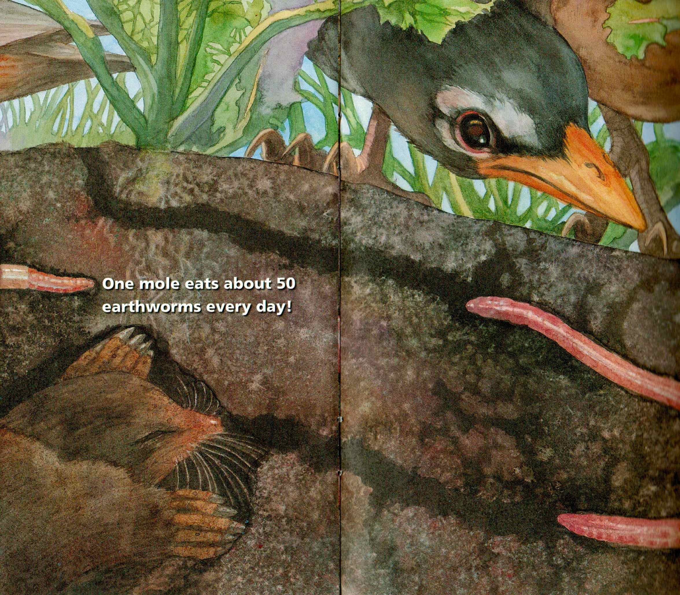 Teaching Science Concepts | Seedsofsciencerootsofreading | Page 2